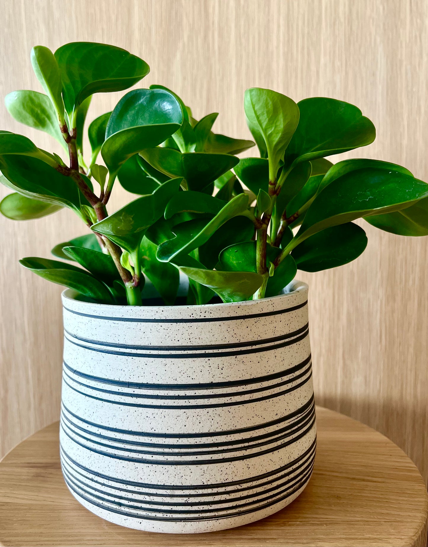 X-LARGE BLACK STRIPE POT